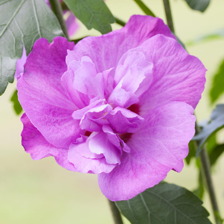 Blüte des Gefüllten Hibiskus 'Purple Ruffles'