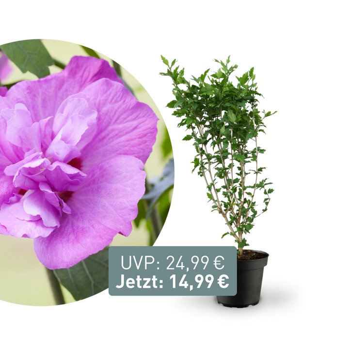 Rette mich: Gefüllter Hibiskus 'Purple Ruffles'