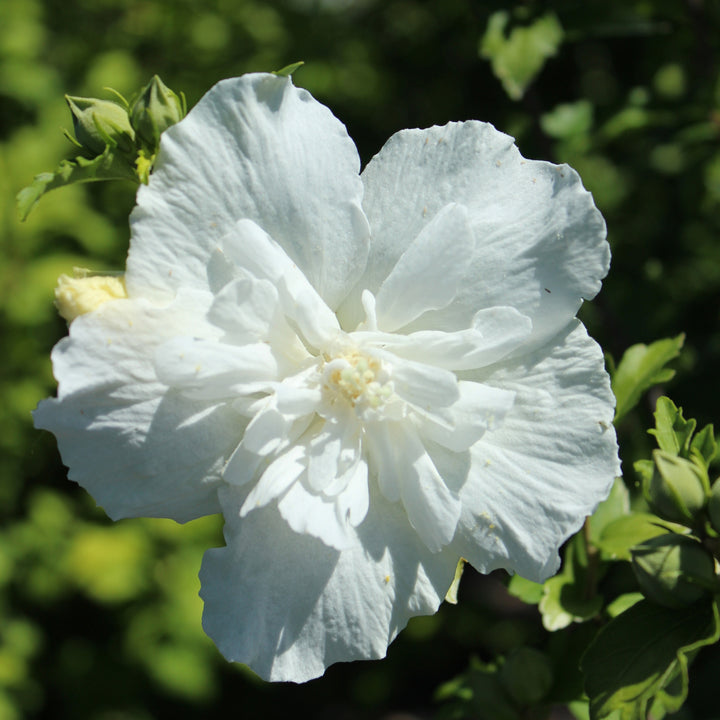Blüte des Gefüllten Hibiskus 'White Chiffon'