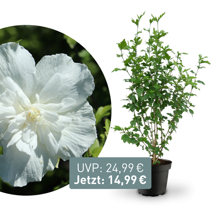 Rette mich: Gefüllter Hibiskus 'White Chiffon'