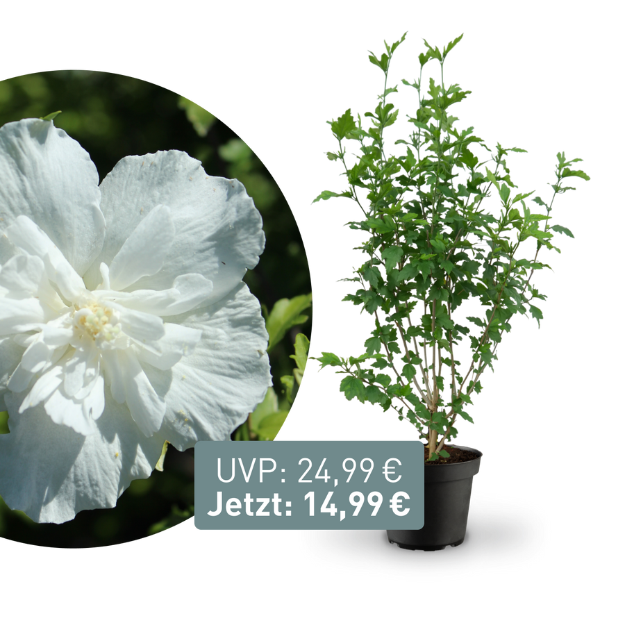 Rette mich: Gefüllter Hibiskus 'White Chiffon'