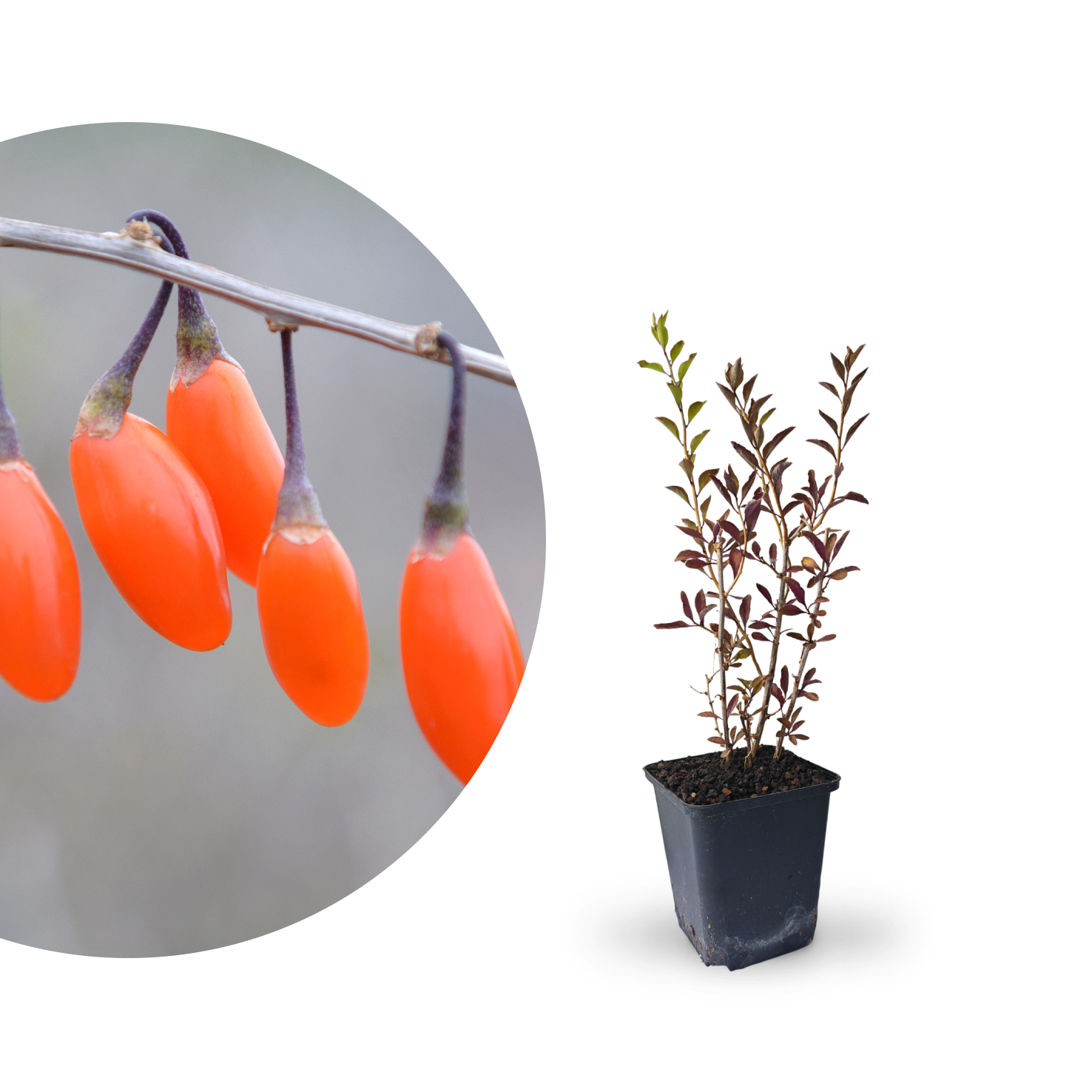 Rette mich: Goji-Beere 'Big Lifeberry'®