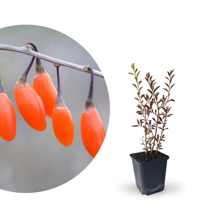 Rette mich: Goji-Beere 'Big Lifeberry'®
