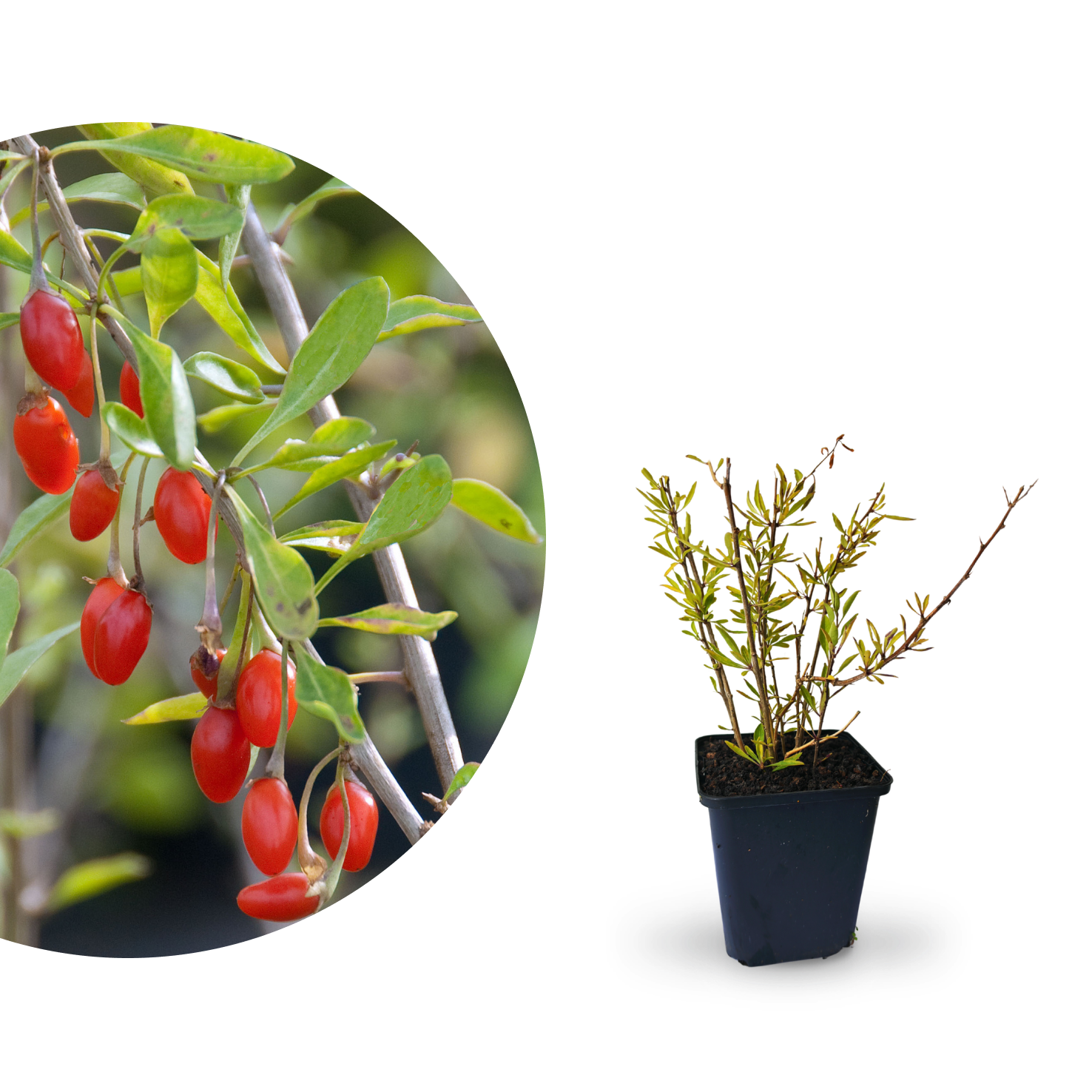 Rette mich: Goji-Beere 'Sweet Lifeberry'®
