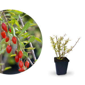 Rette mich: Goji-Beere 'Sweet Lifeberry'®