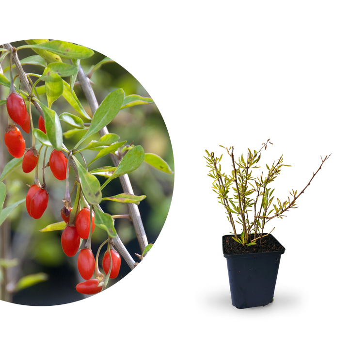 Rette mich: Goji-Beere 'Sweet Lifeberry'®