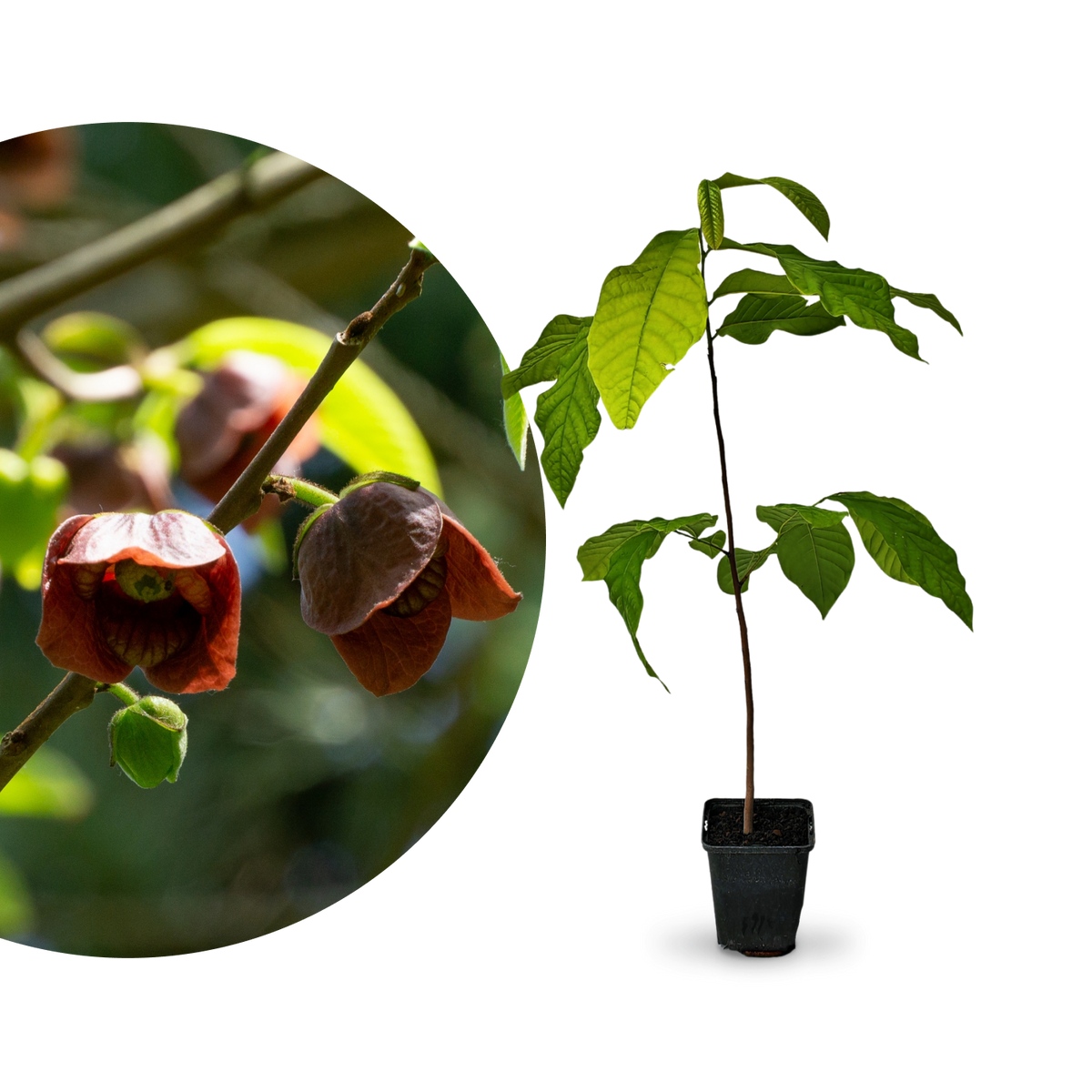 Rette mich: Pawpaw Baum