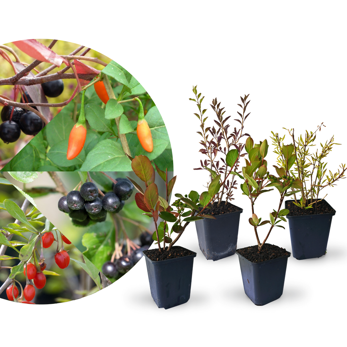 Rette mich: Superfood Beeren-Set