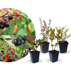 Rette mich: Superfood Beeren-Set