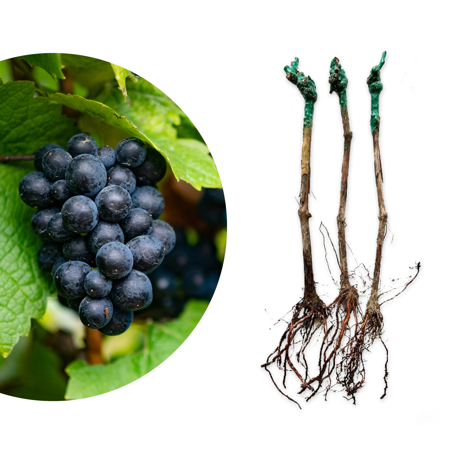 Rette mich: Weinrebe 'Sangiovese'
