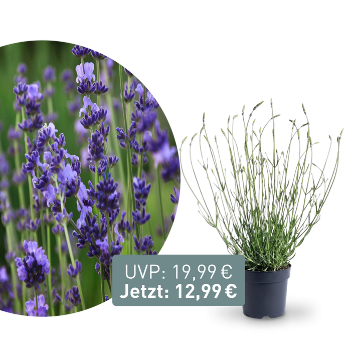 Rette mich: XL-Lavendel 'Phenomenal'