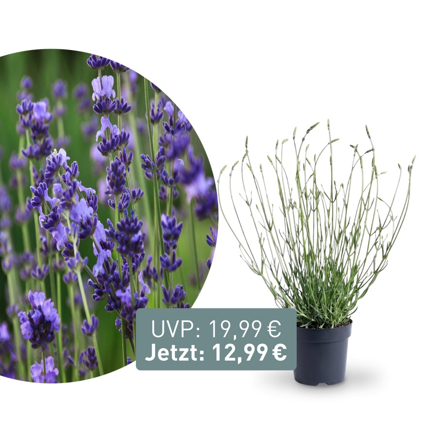 Rette mich: XL-Lavendel 'Phenomenal'