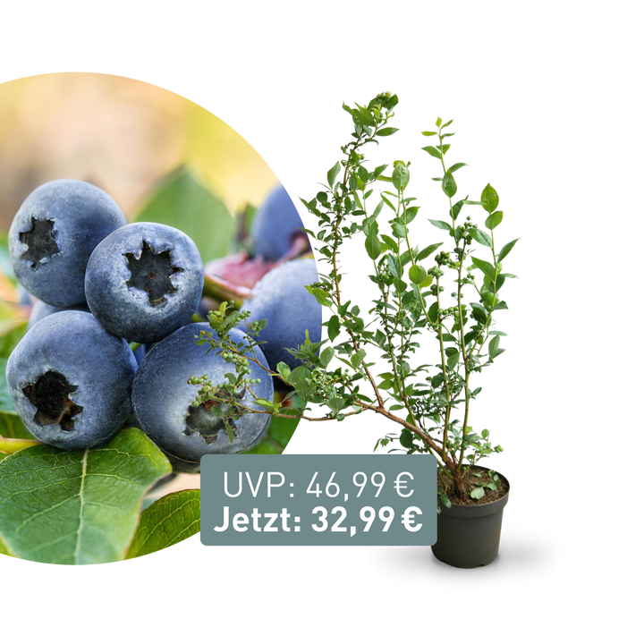 Rette mich: XXL-Blaubeere 'Bluecrop'