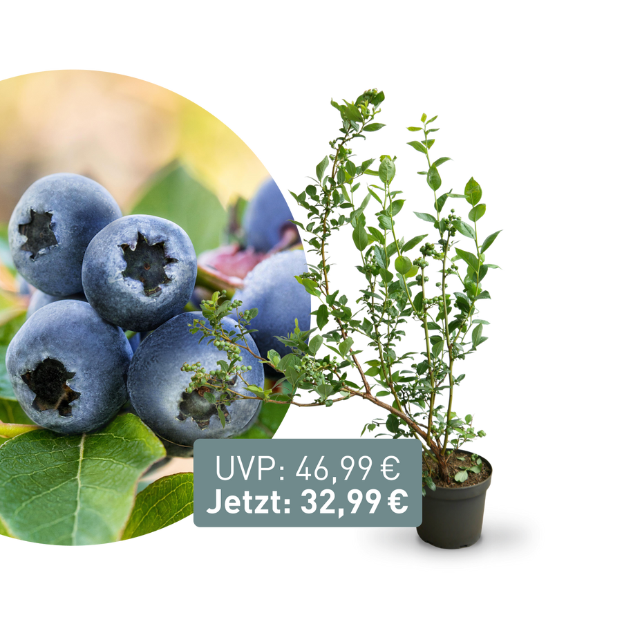 Rette mich: XXL-Blaubeere 'Bluecrop'