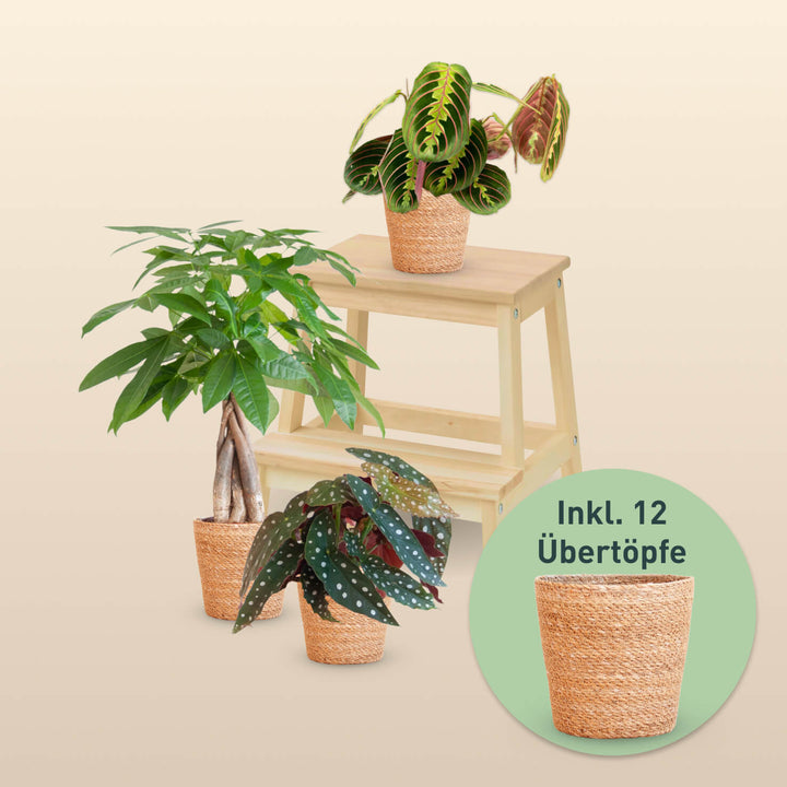 12er Set Zimmerpflanzen Retter-Box mit Seegras Übertöpfen