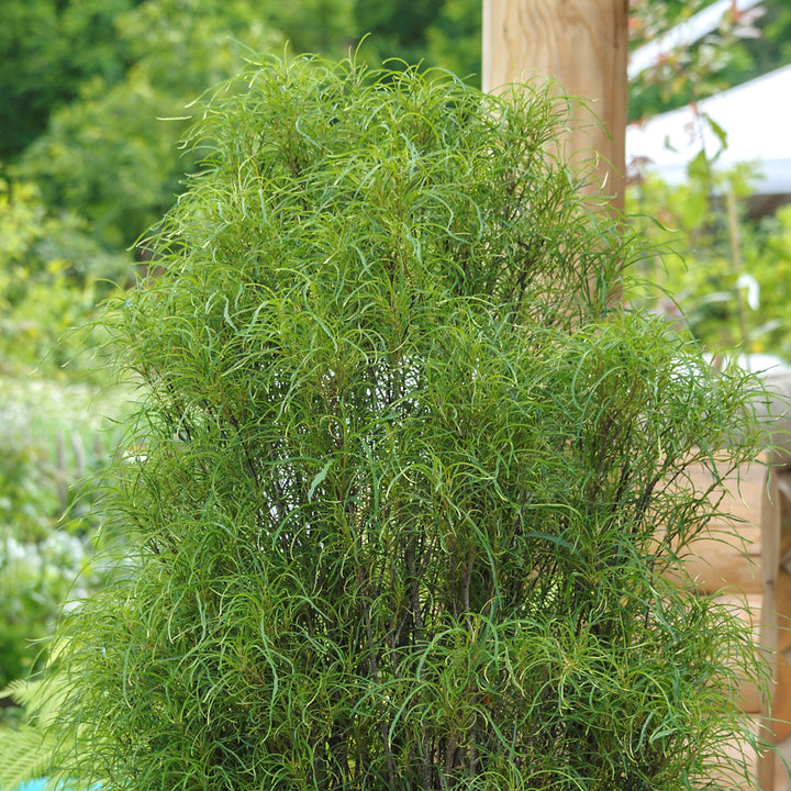 Rhamnus frangula 'Fine Line' ®