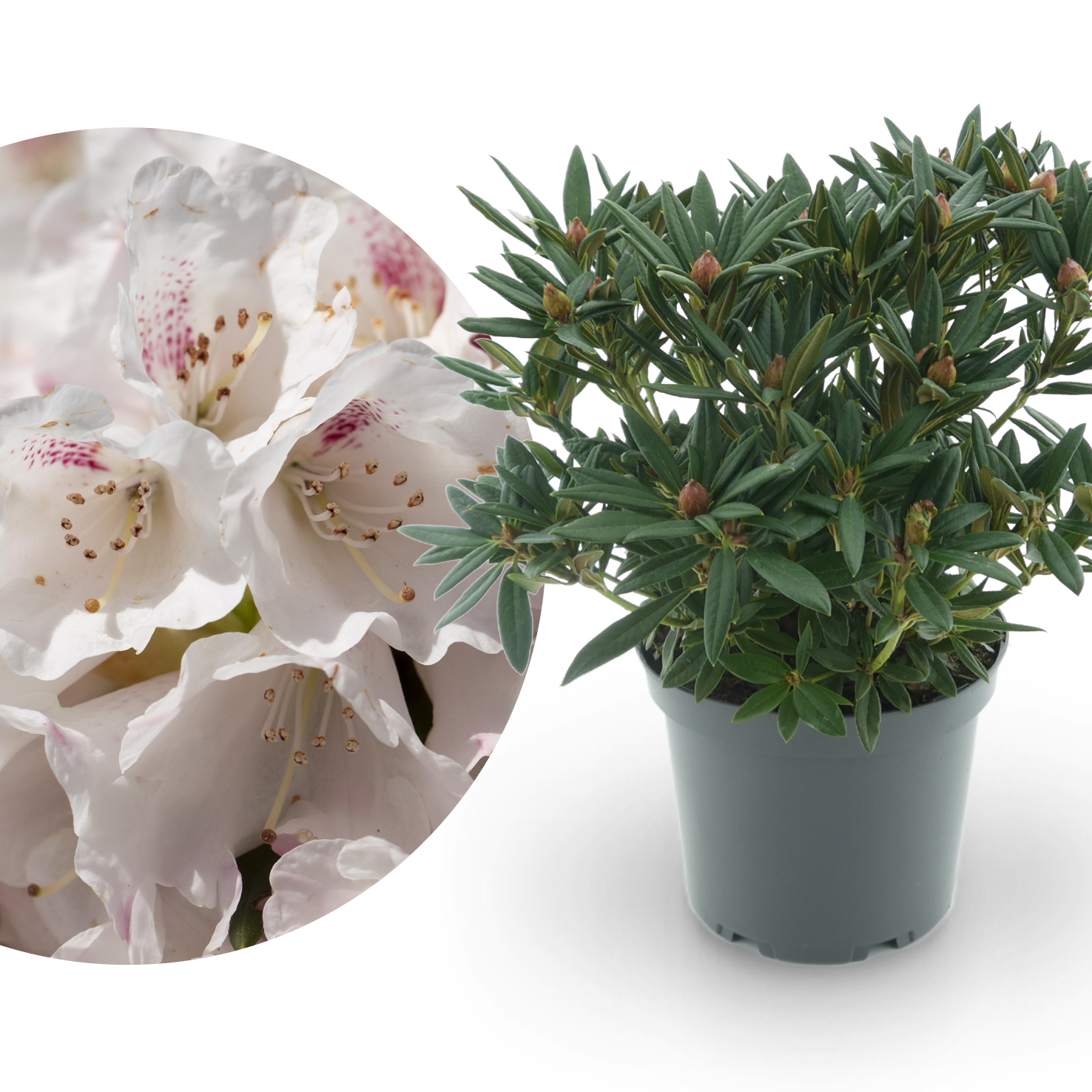Rhododendron 'Blewbury' Weiß-Rot