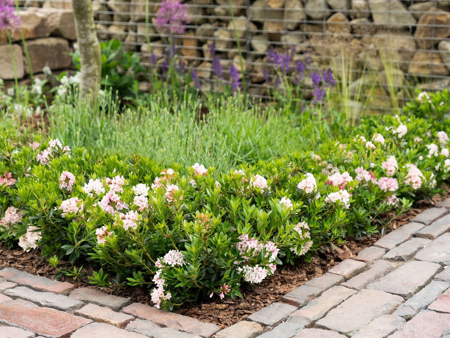 Rhododendron Bloombux als Buchsbaum-Ersatz