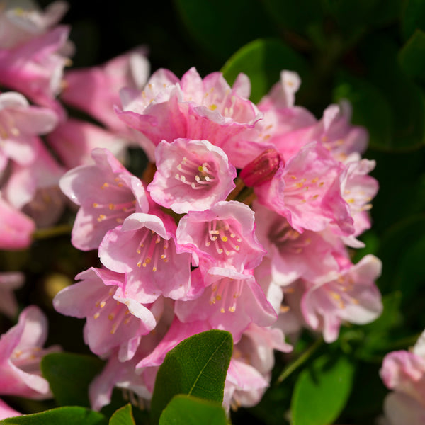 Blüte des Rhododendron 'Bloombux'® Magenta