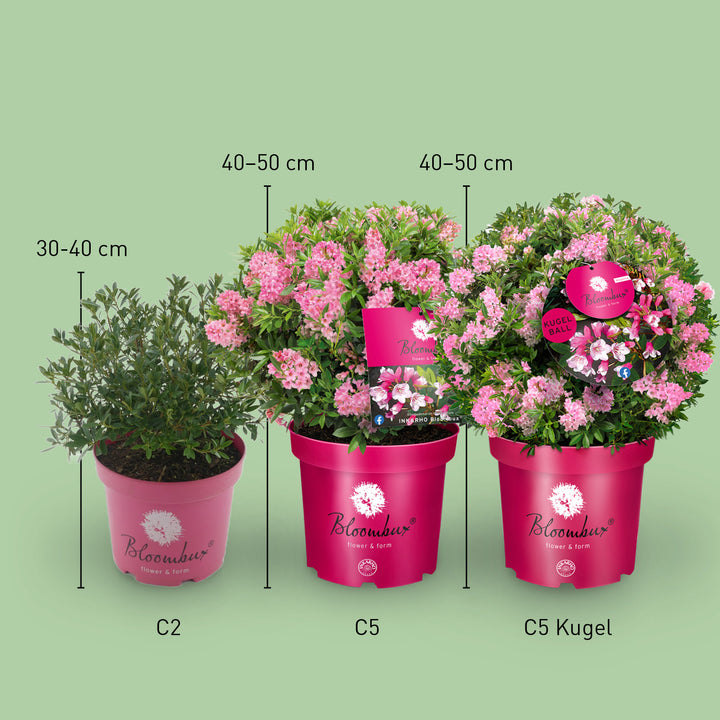 Größe des Rhododendron 'Bloombux'® Magenta