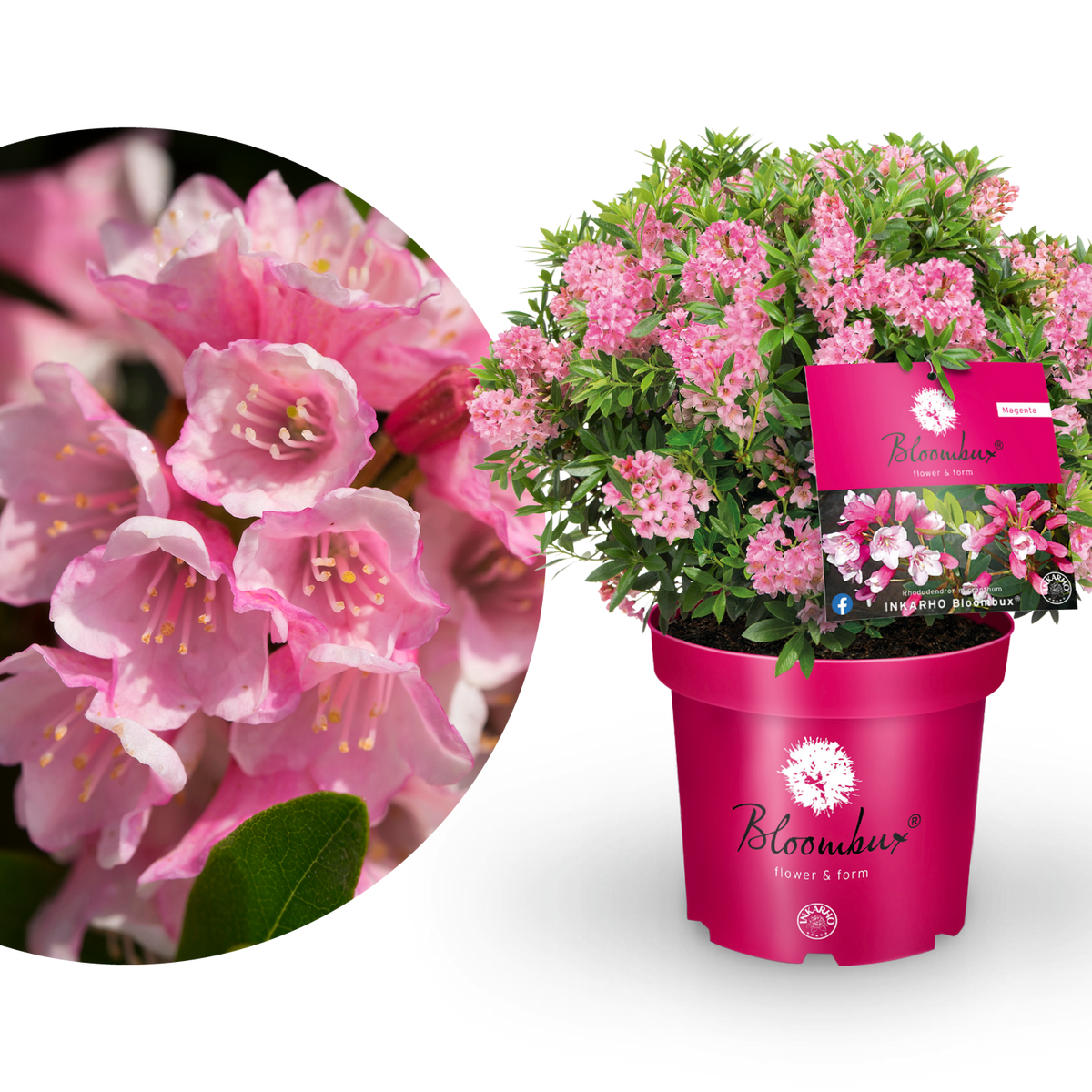 Rhododendron 'Bloombux'® Magenta