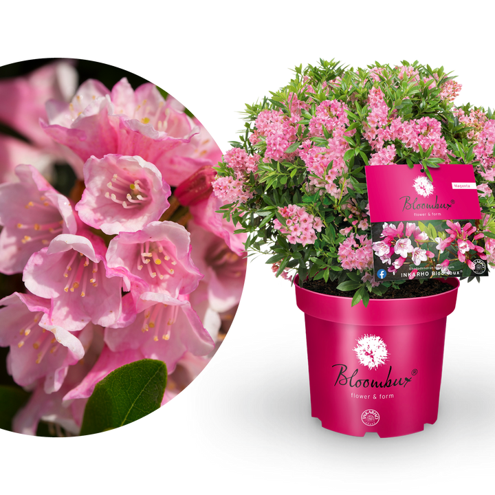 Rhododendron 'Bloombux'® Magenta
