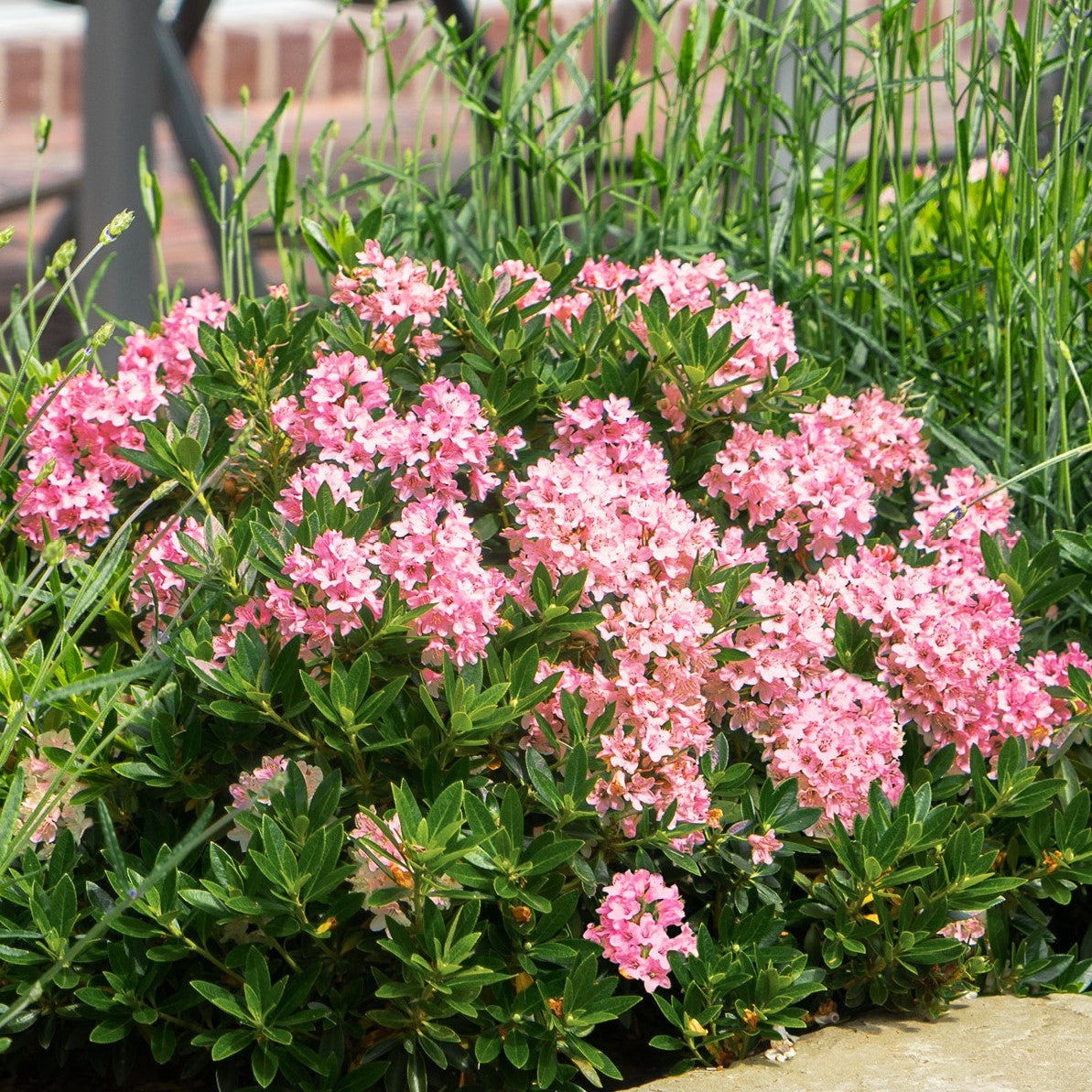 Rhododendron 'Bloombux'® Magenta Kugel im Beet