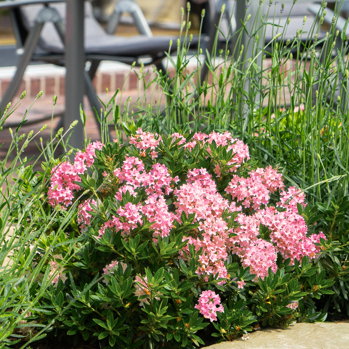 Rhododendron 'Bloombux'® Magenta Kugel im Beet