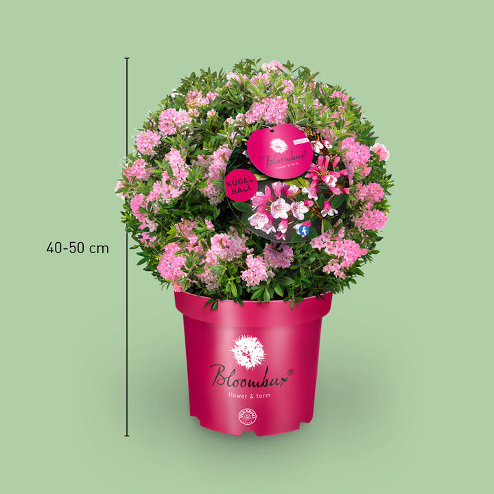 Größe des Rhododendron 'Bloombux'® Magenta Kugel