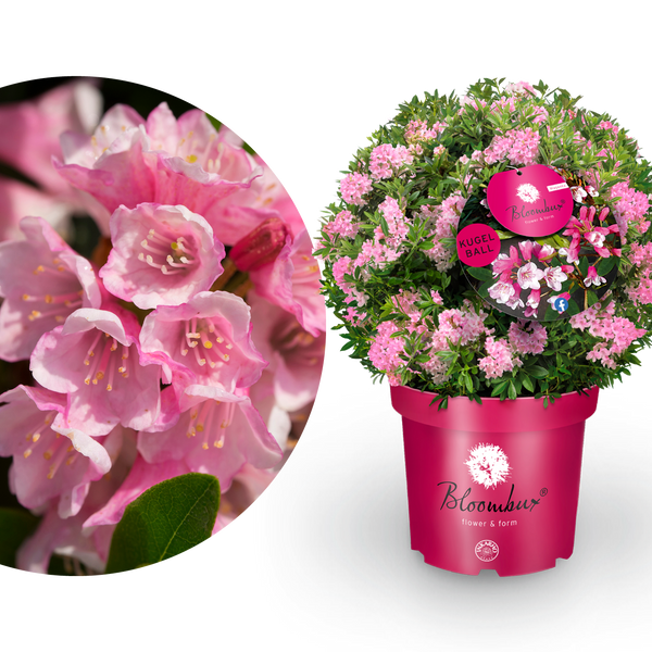 Rhododendron 'Bloombux'® Magenta in XXL-Größe als Kugel