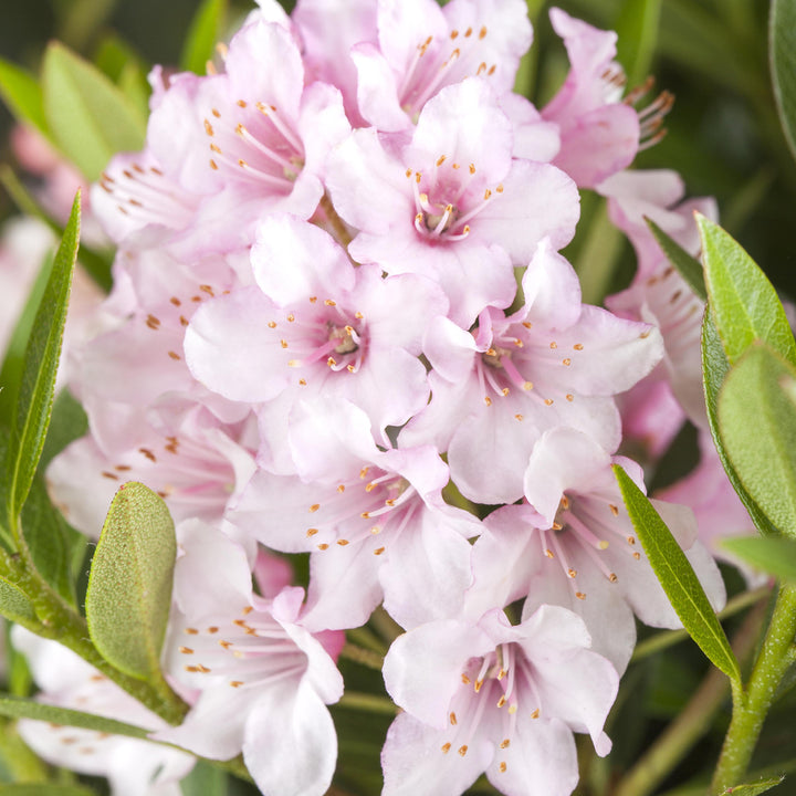 Blüte des Rhododendron 'Bloombux'® Pink
