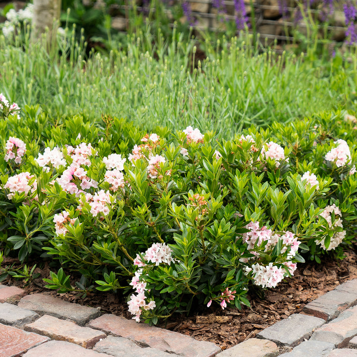Rhododendron 'Bloombux'® Pink als Buchsbaum-Ersatz