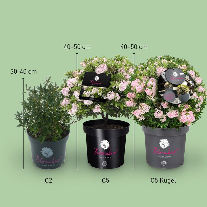 Größe des Rhododendron 'Bloombux'® Pink