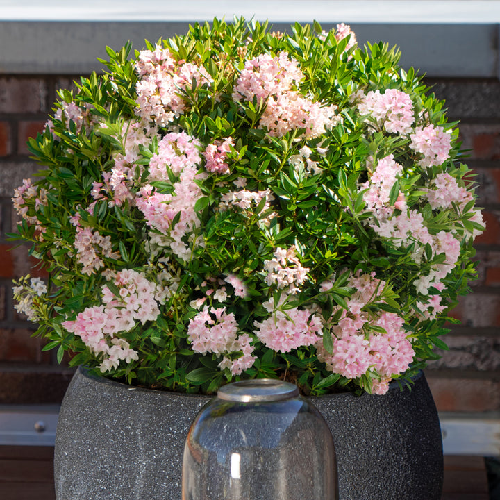 Rhododendron 'Bloombux'® Pink im Topf