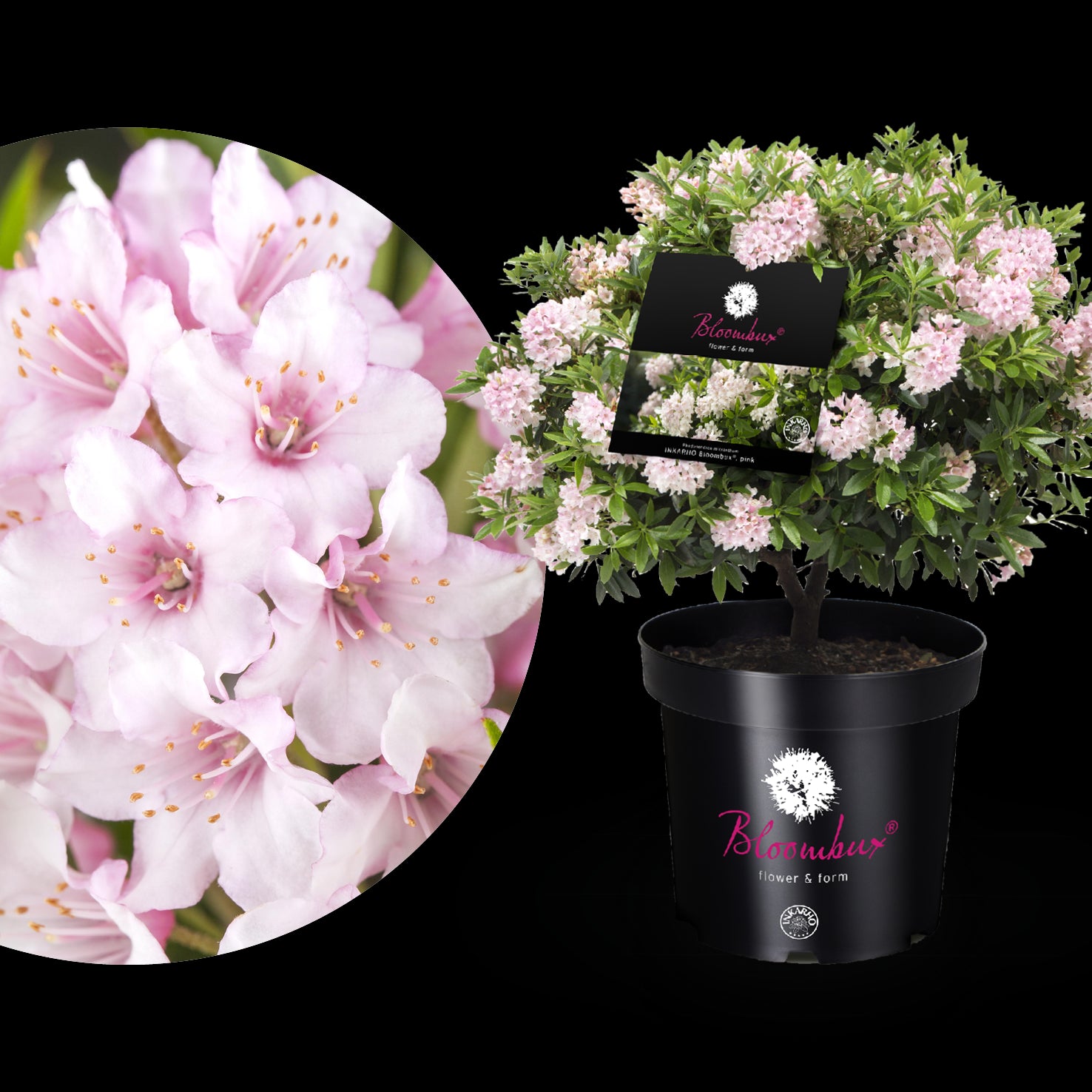 Rhododendron 'Bloombux'® Pink
