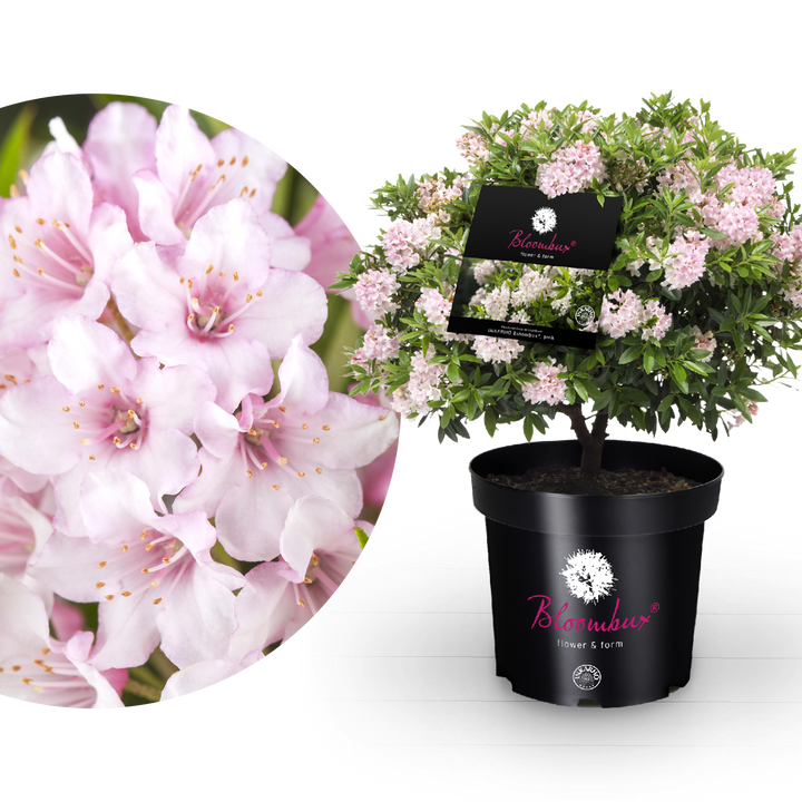 Rhododendron 'Bloombux'® Pink