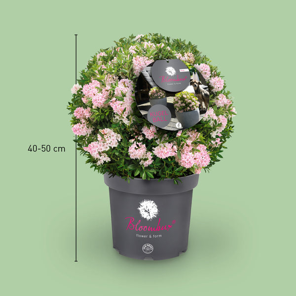 Größe des Rhododendron 'Bloombux'® Pink Kugel