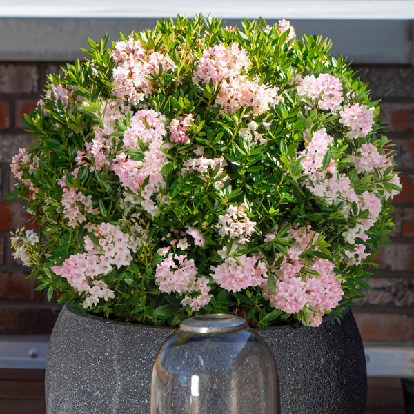 Rhododendron 'Bloombux'® Pink Kugel im Topf
