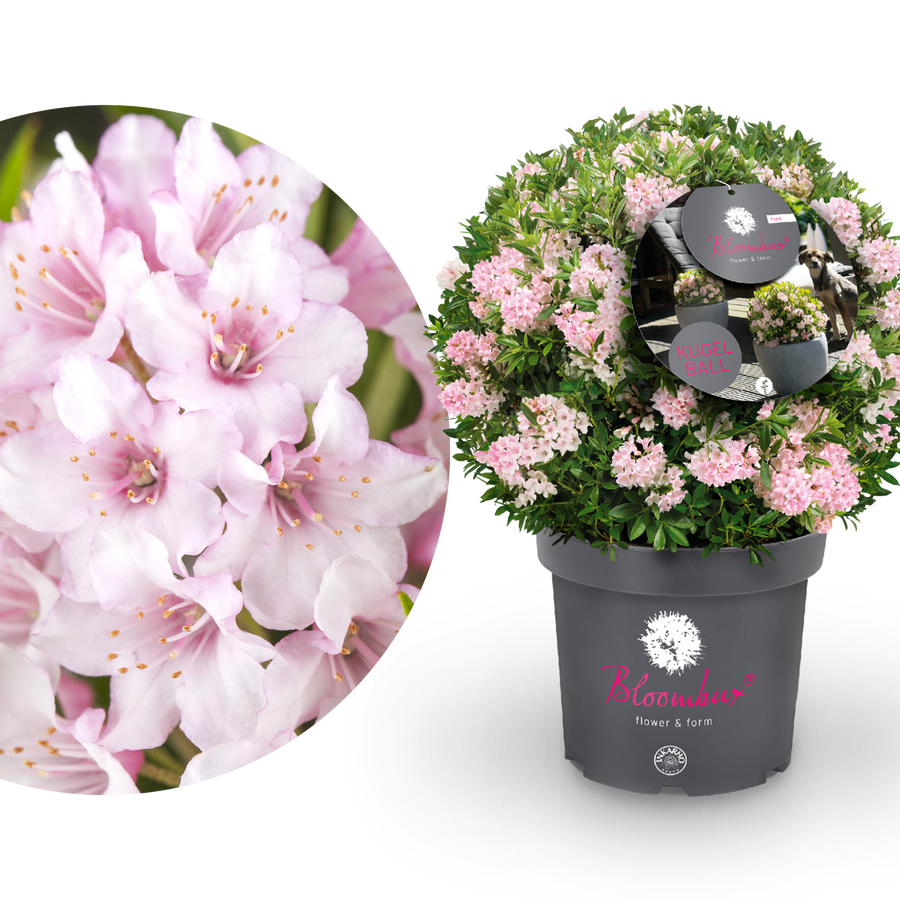 Rhododendron 'Bloombux'® Pink Kugel