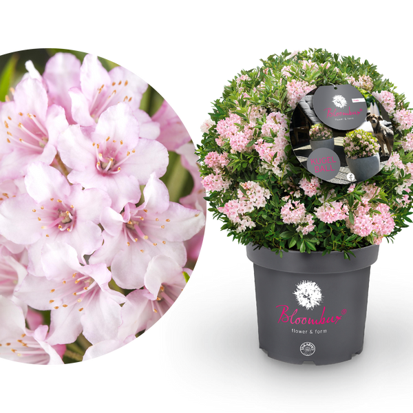 Rhododendron 'Bloombux'® Pink in XXL-Größe als Kugel