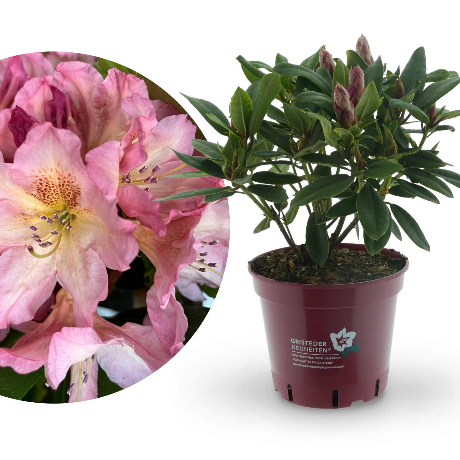 Rhododendron Eyecatcher 'Blush' kaufen - Plantura Shop