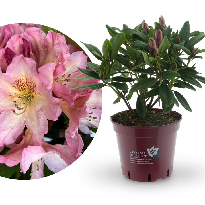 Rhododendron Eyecatcher® 'Blush'