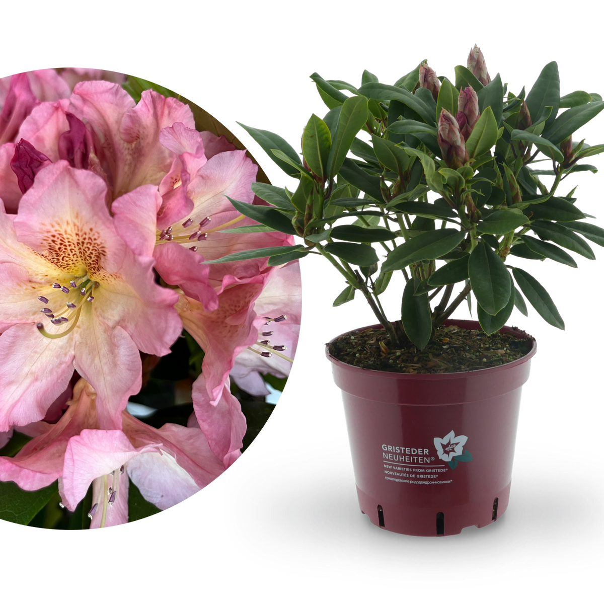 Rhododendron Eyecatcher® 'Blush' Zartrosa