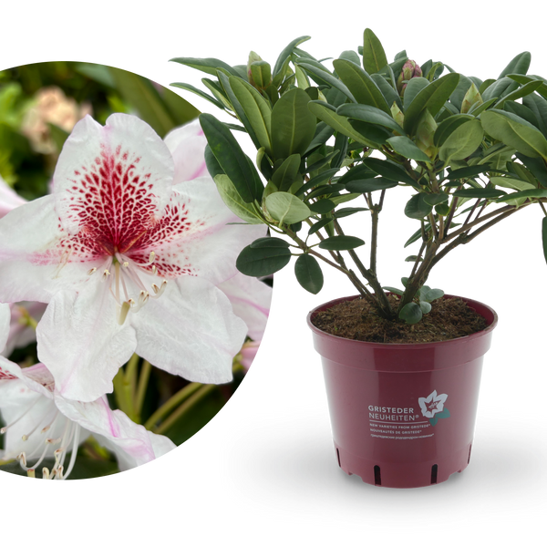 Rhododendron Eyecatcher® 'Daylight'