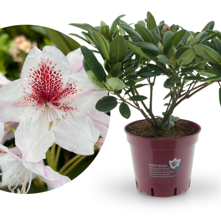 Rhododendron Eyecatcher® 'Daylight'