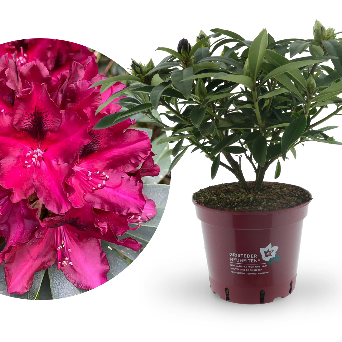 Rhododendron Eyecatcher® 'Ember' Violett-Pink
