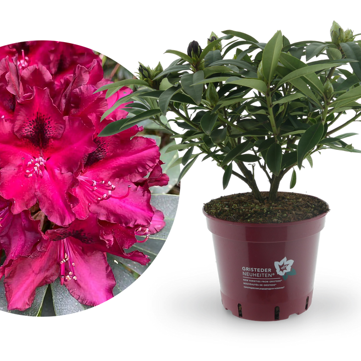 Rhododendron Eyecatcher® 'Ember'