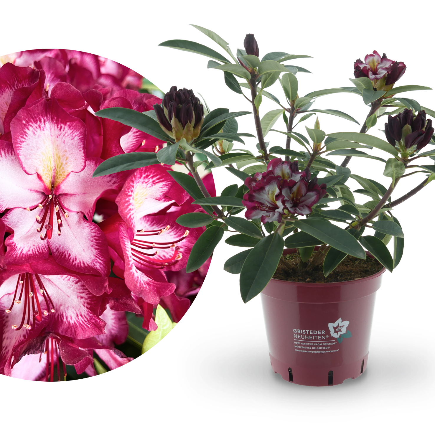 Rhododendron Eyecatcher® 'Exotic' kaufen