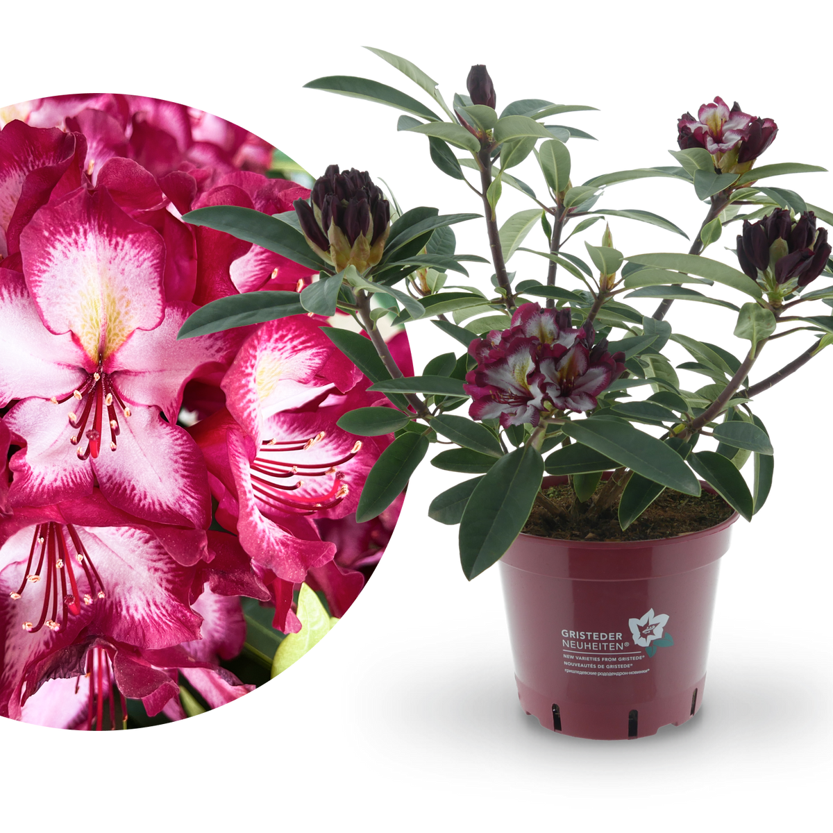 Rhododendron Eyecatcher® 'Exotic'