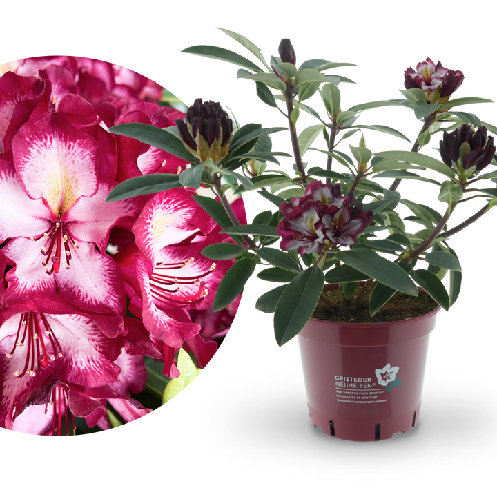 Rhododendron Eyecatcher® 'Exotic'